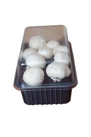 White champignons set- The package is ready for growing at home