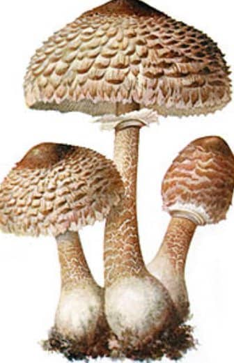 Parasol Mushroom (Macrolepiota procera)