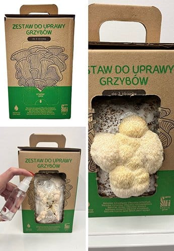 Monkey Head LION’S MANE (Hericium erinaceus) grow kit