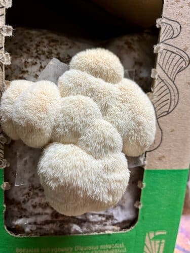 Monkey Head LION’S MANE (Hericium erinaceus) grow kit