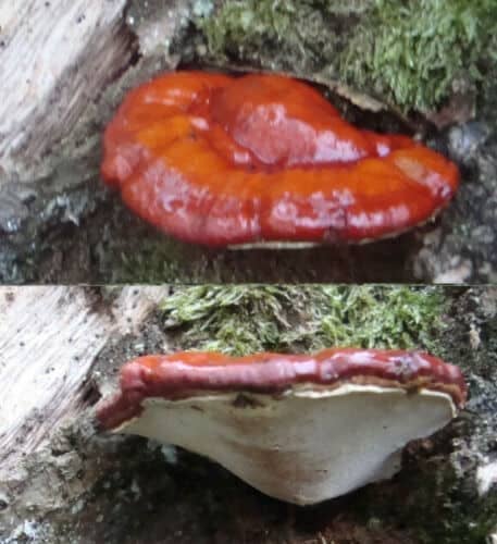 Reishi Mushroom Red REISHI (Ganoderma lucidum) mycelium for logs