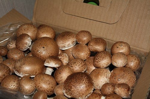 Brown champignons set- The package is ready for growing at home