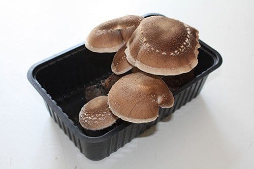 Shiitake – The package is ready for growing at home