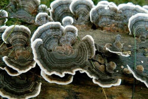 Many-Zoned Polypore TURKEY TAIL (Trametes versicolor) mycelium for logs