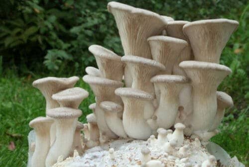 King Oyster Mushroom ERYNGII (Pleurotus eryngii) mycelium for logs