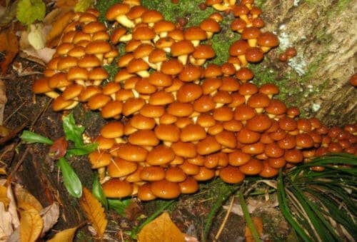 Nameko Mushroom NAMEKO (Pholiota nameko) mycelium for logs