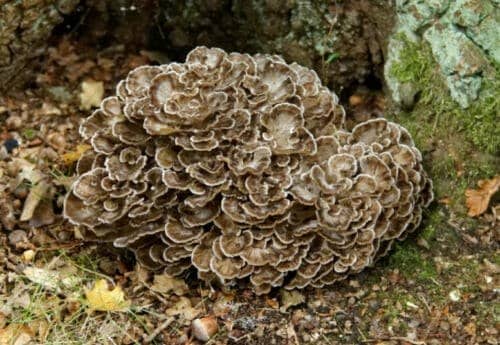 Hen-of-the-Woods MAITAKE (Grifola frondosa) mycelium for logs
