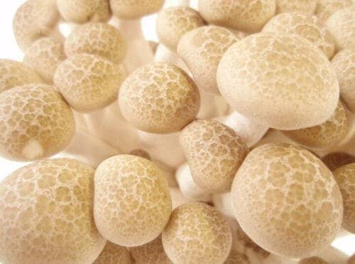 White Beech Mushroom BUNA-SHIMEJI (Hypsizygus marmoreus) mycelium for logs