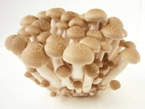 White Beech Mushroom BUNA-SHIMEJI (Hypsizygus marmoreus) mycelium for logs