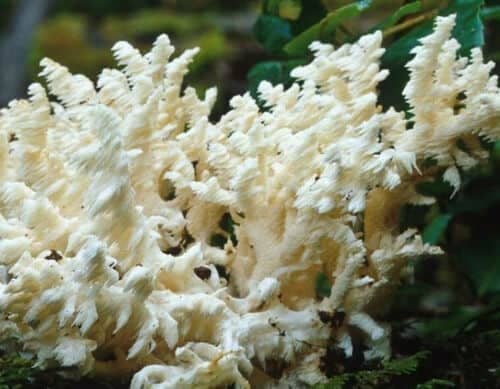 Coral Tooth Fungus (Hericium ramosum) mycelium for logs