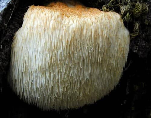 Monkey Head LION’S MANE (Hericium erinaceus) mycelium for logs