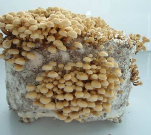 Velvet Foot Collybia ENOKI (Flammulina velutipes) mycelium for logs