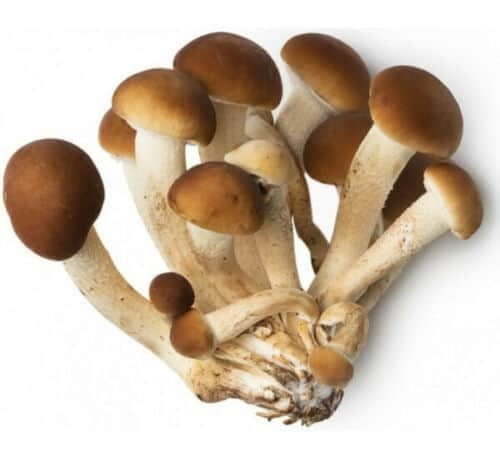 Poplar Mushroom PIOPPINO (Agrocybe aegerita) mycelium for logs