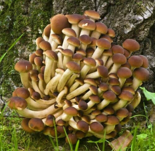 Poplar Mushroom PIOPPINO (Agrocybe aegerita) mycelium for logs