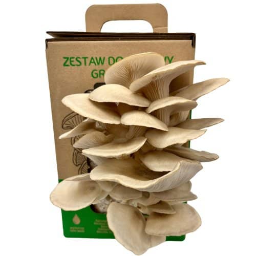 Oyster mushrooms- The package is ready for growing at home