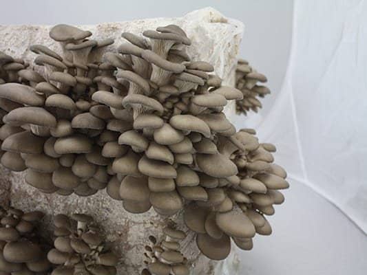 Oyster mushroom (Pleurotus ostreatus) liquid mycelium in a syringe 10ml