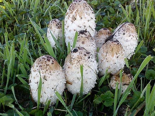 Shaggy mane (Coprinus comatus) mycelium