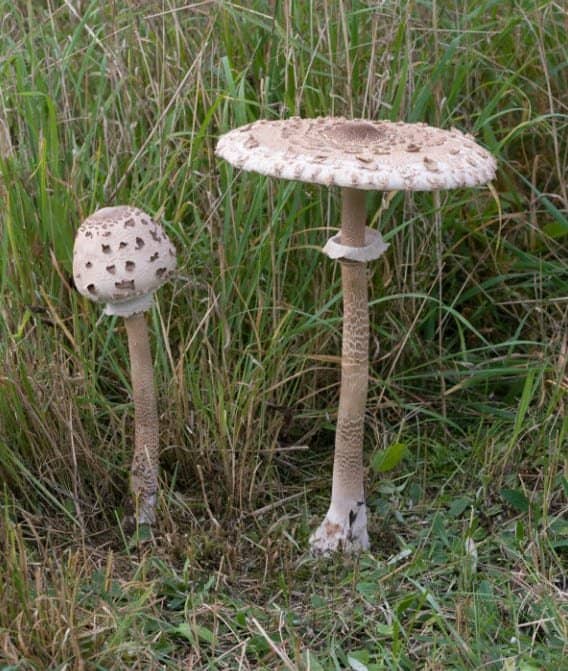Parasol Mushroom (Macrolepiota procera) mycelium on grains