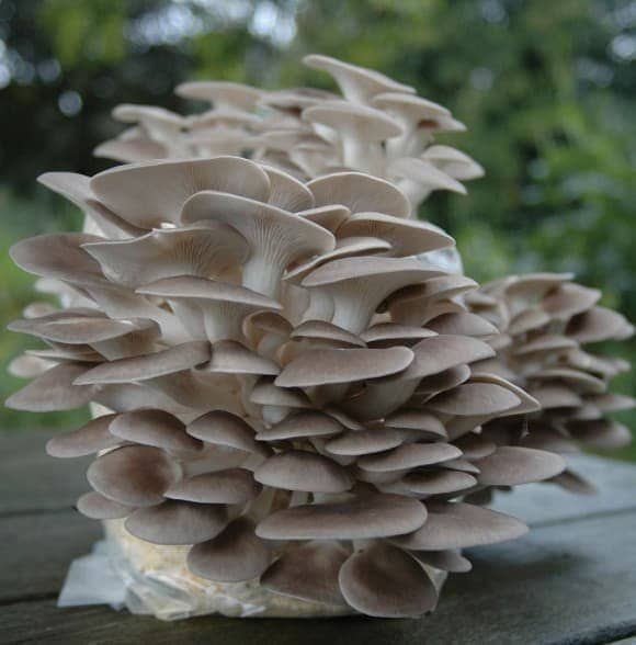 Oyster Mushroom (Pleurotus ostreatus) mycelium for logs