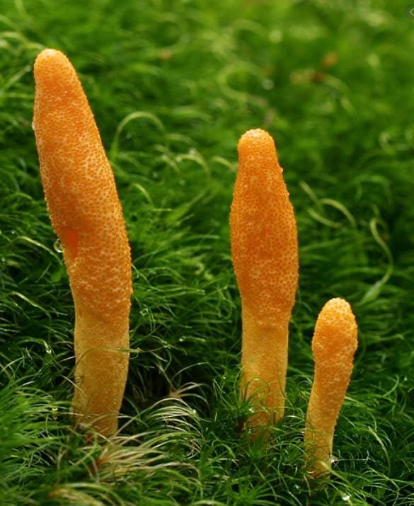 Orange Caterpillar Mushroom (Cordyceps militaris)
