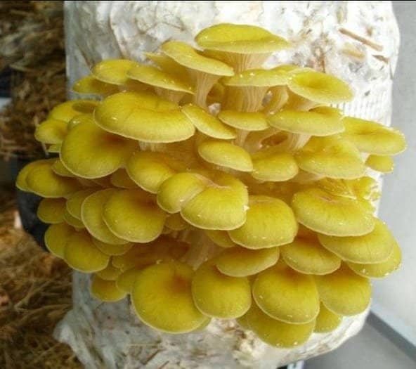 Golden Oyster Mushroom (Pleurotus citrinopileatus) mycelium for logs