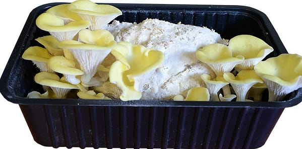 Golden Oyster mushroom- The package is ready for growing at home