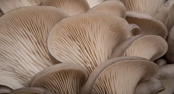 Oyster mushrooms- The package is ready for growing at home