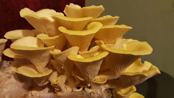 Golden Oyster Mushroom (Pleurotus citrinopileatus) mycelium for logs