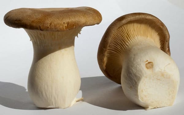 King Oyster Mushroom ERYNGII (Pleurotus eryngii) mycelium for logs