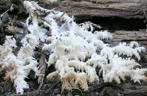 Coral Tooth Fungus (Hericium ramosum) mycelium for logs