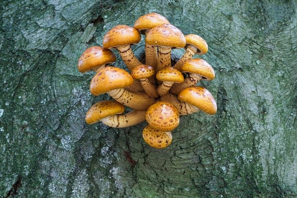 Chestnut Mushroom (Pholiota adiposa) mycelium for logs