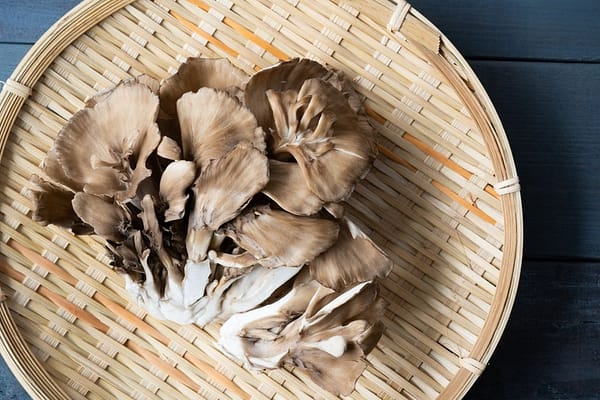 Hen-of-the-Woods MAITAKE (Grifola frondosa) mycelium for logs