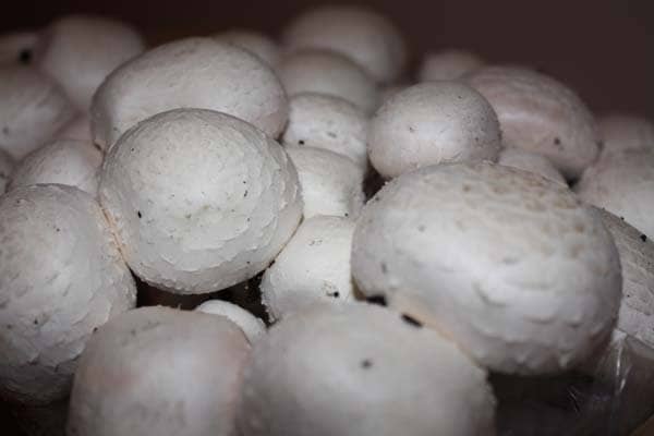 White champignons mushroom (Agaricus bisporus)