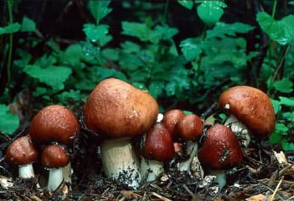 Garden Giant, Wine Cap Mushroom (Stropharia rugoso-annulata)