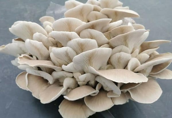 Summer Oyster Mushroom PHOENIX (Pleurotus pulmonarius) mycelium for logs