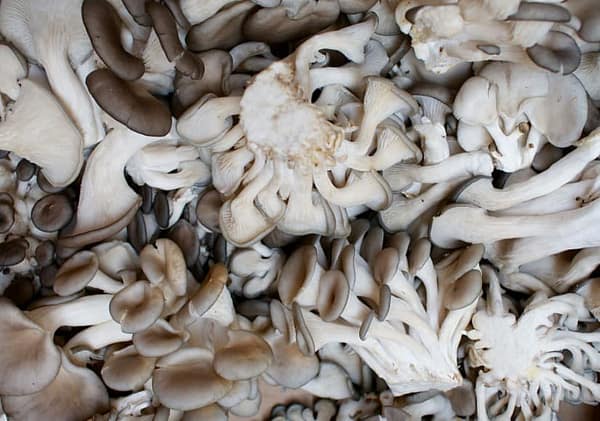 Oyster Mushroom (Pleurotus ostreatus) mycelium for logs