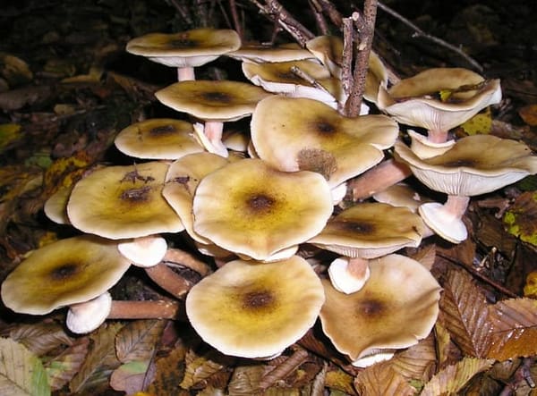 Honey Mushroom (Armillaria mellea) mycelium for logs