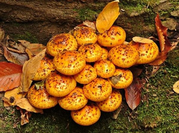 Chestnut Mushroom (Pholiota adiposa) mycelium for logs