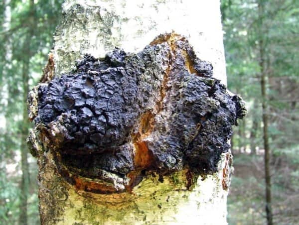 Chaga (Inonotus obliquus) mycelium for logs