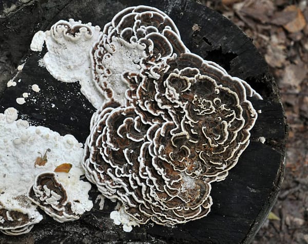 Many-Zoned Polypore TURKEY TAIL (Trametes versicolor) mycelium for logs