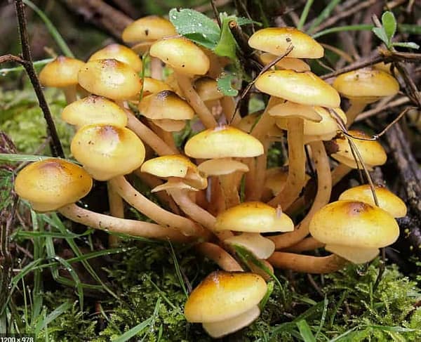 Honey Mushroom (Armillaria mellea) mycelium for logs