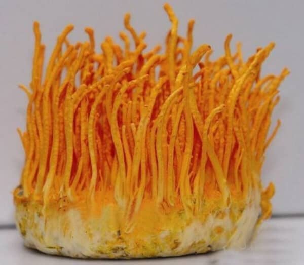 Orange Caterpillar Mushroom (Cordyceps militaris)