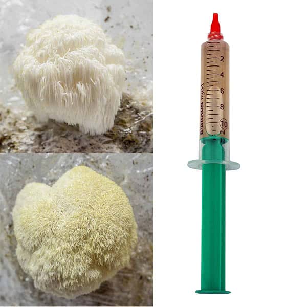 LION’S MANE (Hericium erinaceus) liquid mycelium in a syringe 10ml