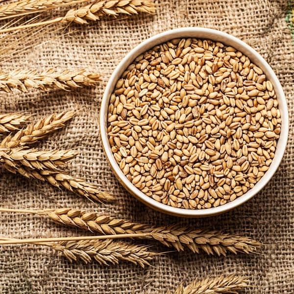 Organic wheat grains for sterilization
